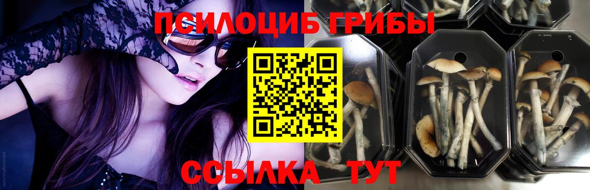 Псилоцибиновые грибы Psilocybe  Галлюциногенные грибы мухоморы  Вход с VPN  Бахчисарай 